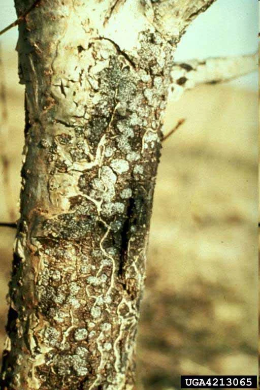 Hypoxylon Canker — photo 4