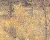 Identiﬁcation. Woolly pine — photo 2