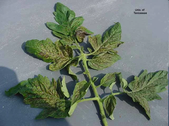 Impatiens Necrotic Spot Virus (INSV) — photo 2