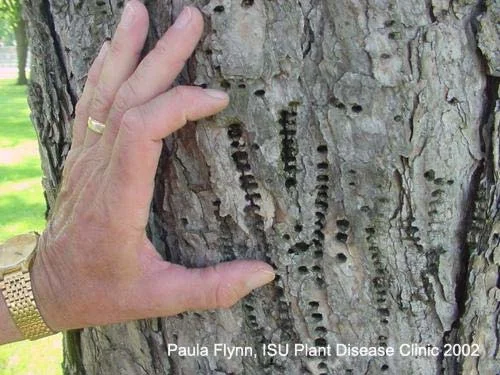 Invertebrates — photo 2