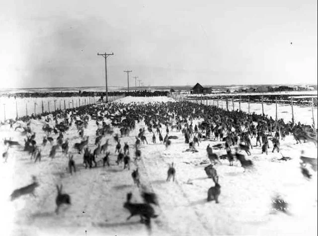 Invertebrates — photo 3