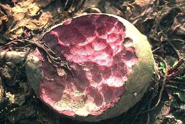 Invertebrates — photo 4