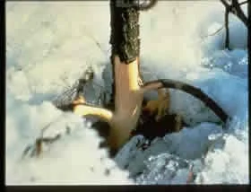 Invertebrates — photo 5