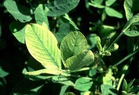 Iron Deficiency — photo 18