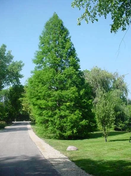 Know your plant — photo 16