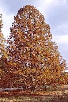 Know your plant — photo 17