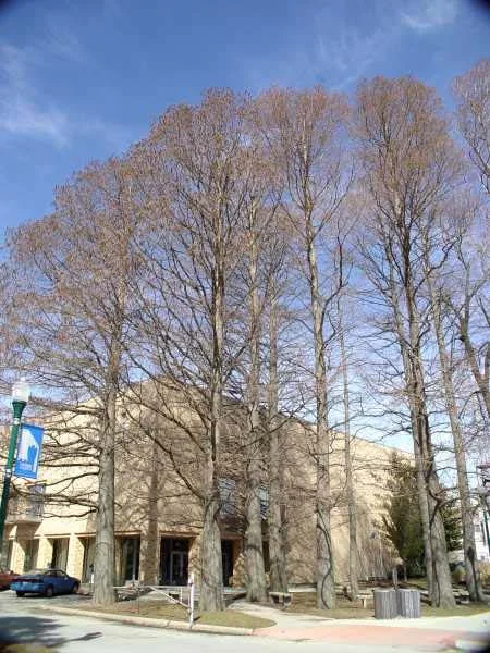 Know your plant — photo 19