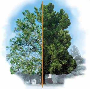 Leaf lesions — photo 2