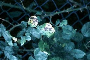 Leaf Spots — photo 2