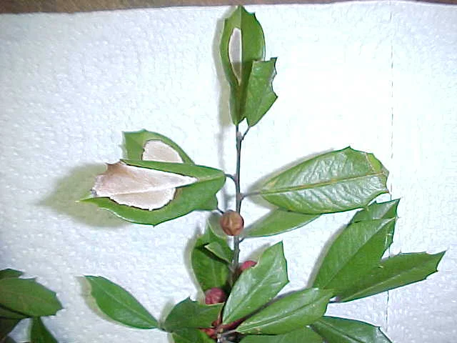 Leaf Spots — photo 4