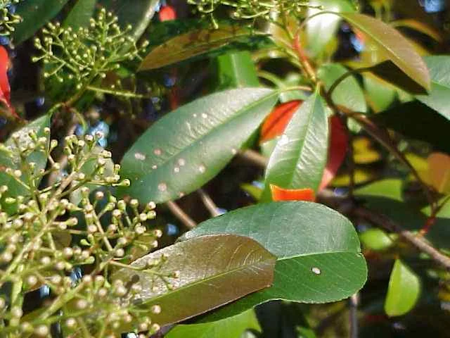 Leaf Spots — photo 5