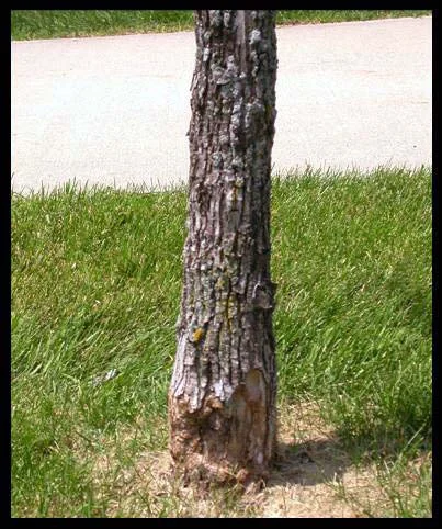 Mechanical Injury — photo 19