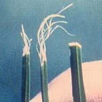 Mechanical Injury — photo 24