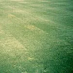 Mechanical Injury — photo 25