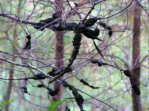 . most affected — photo 2