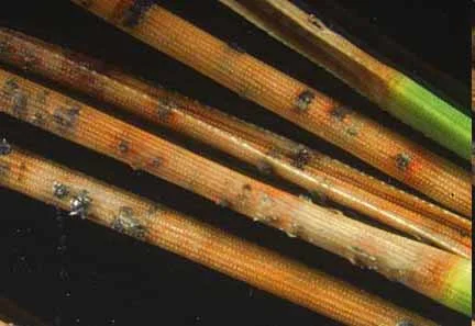 Needle Spot — photo 2