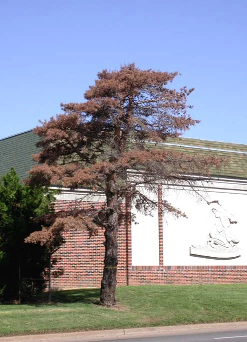 Nematode — photo 2