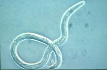 Nematode — photo 3