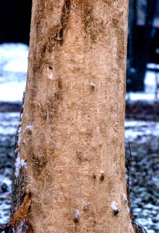 New Bugs on the Horizon — photo 2