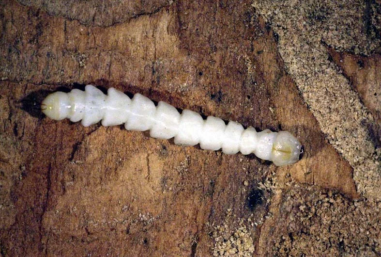 New Bugs on the Horizon — photo 3