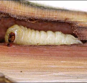 New Bugs on the Horizon — photo 6