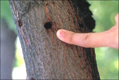 New Bugs on the Horizon — photo 7