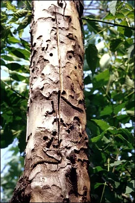 New Bugs on the Horizon — photo 8