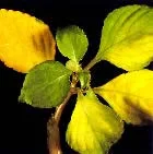 Nitrogen — photo 18