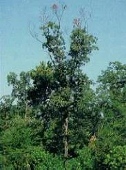 Non-Infectious Causes of — photo 2