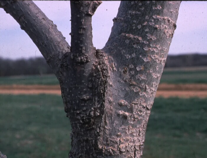 Other Stem Cankers — photo 2