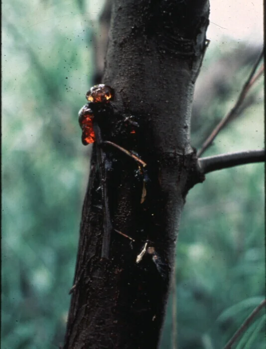 Other Stem Cankers — photo 3