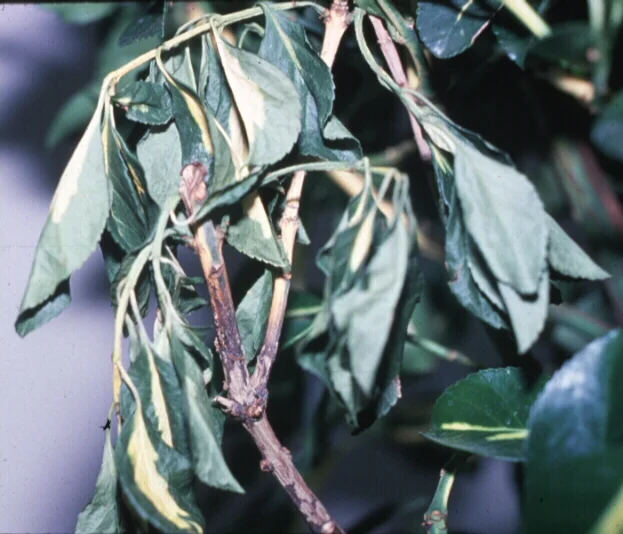 Phytophthora Blight — photo 2