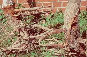 Phytophthora root & crown rot — photo 2