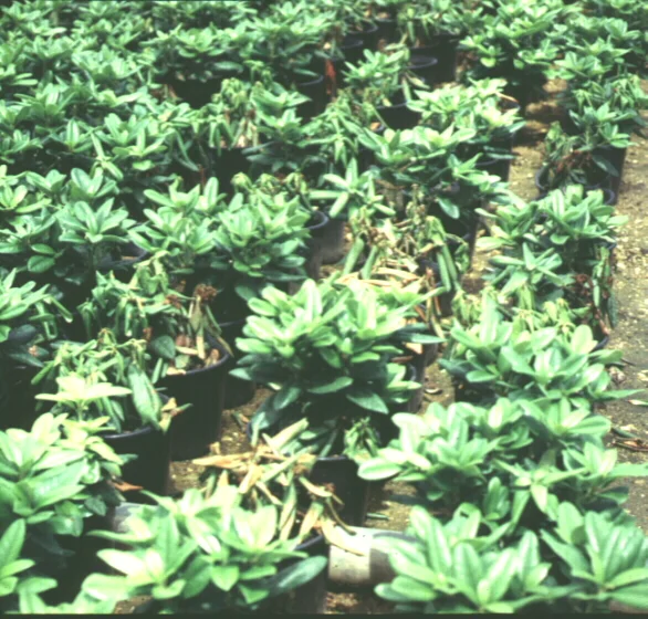 Phytophthora Root Rot — photo 2