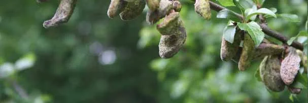 Plum Pockets — photo 2