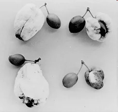 Plum Pockets — photo 3