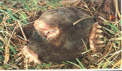 Populations of 1700 voles per acre in — photo 2