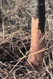 Populations of 1700 voles per acre in — photo 3