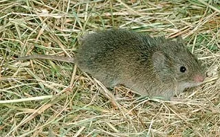 Populations of 1700 voles per acre in — photo 4