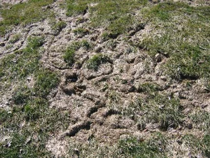 Populations of 1700 voles per acre in — photo 5