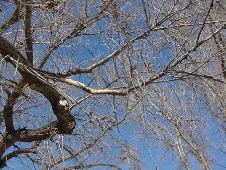 Populations of 1700 voles per acre in — photo 6