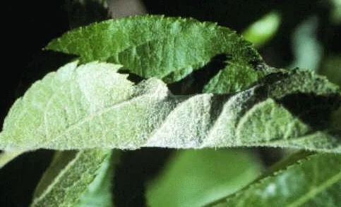 Powdery Mildews — photo 2