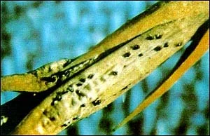 Pycnidia — photo 2