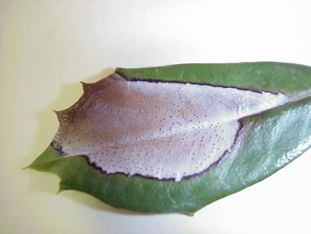 Pycnidia — photo 3