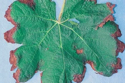 Salt Injury Symptoms — photo 17