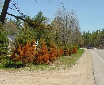 Salt Injury Symptoms — photo 18