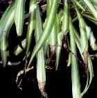 Salt Injury Symptoms — photo 19