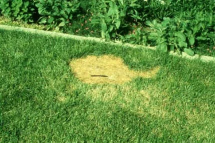 Salt Injury Symptoms — photo 20