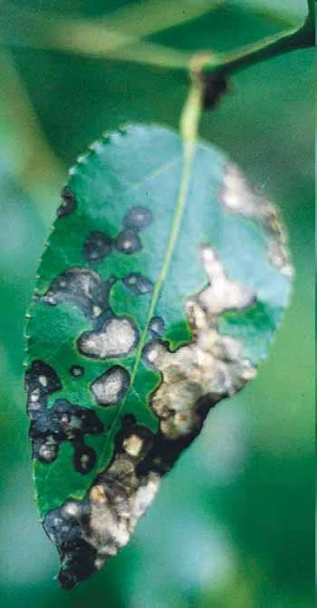 Septoria Leaf Spot — photo 2
