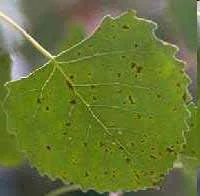 Septoria Leaf Spot — photo 3